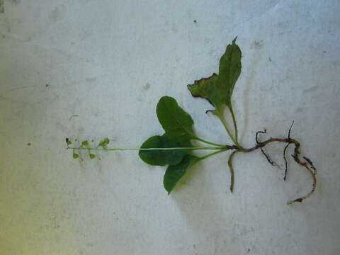 Image of waxflower shinleaf