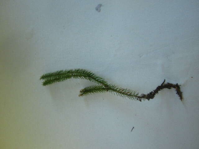 Image of interrupted clubmoss