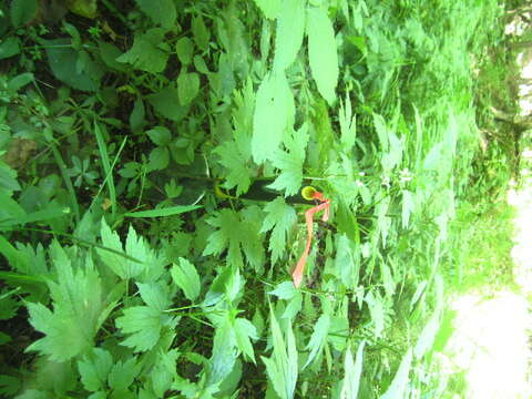 Image of common motherwort