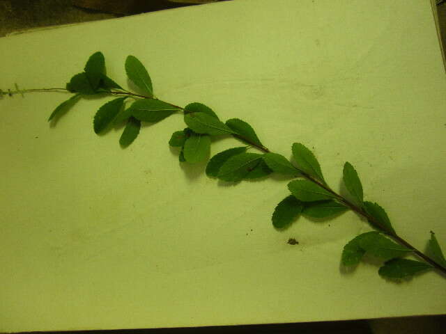 Image de Spiraea alba var. latifolia (Aiton) H. E. Ahles