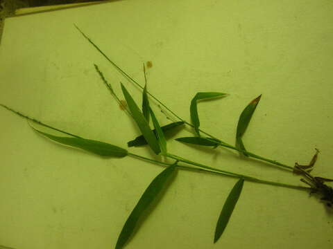 Image of slender rosette grass