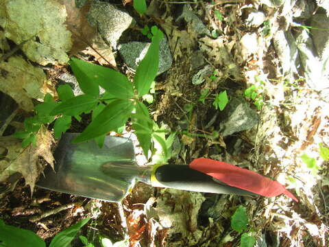 Image of Wild licorice