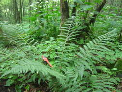 Image of male fern