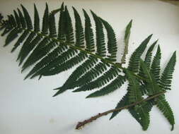 Image of male fern