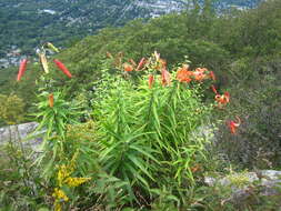 Lilium lancifolium Thunb. resmi