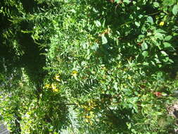 Image of cutleaf coneflower