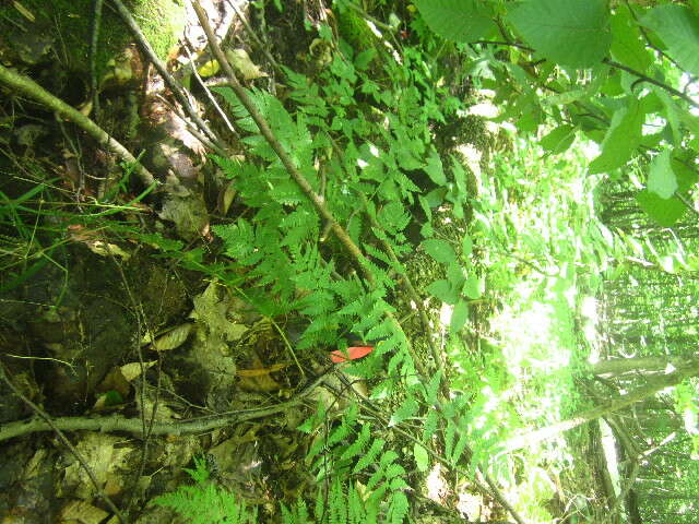 Image de Dryopteris clintoniana (D. C. Eat.) Dowell