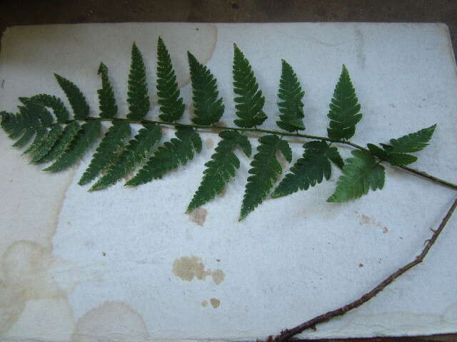 Image de Dryopteris clintoniana (D. C. Eat.) Dowell