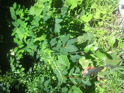 Image of spiny sowthistle