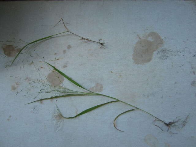 Image of Panicum capillare subsp. capillare