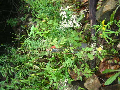 Epilobium leptophyllum Rafin. resmi