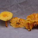 Image of <i>Heimiomyces</i>