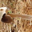 Image of Amanita