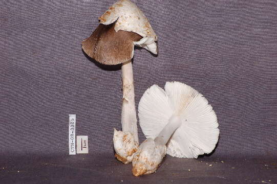 Image of Amanita