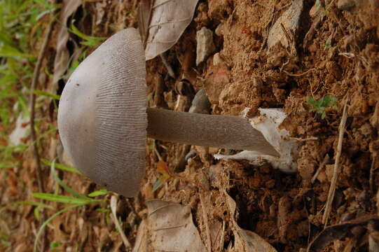 Image of Amanita