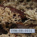 Tremellodendron resmi