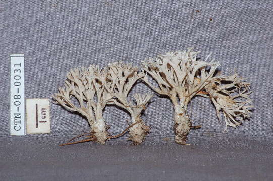 Image of Tremellodendron
