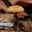 Image of Phylloporus