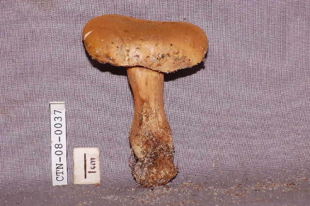 Image of Tylopilus