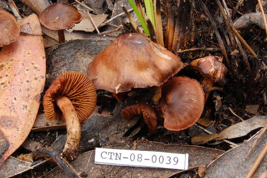 Image of Dermocybe