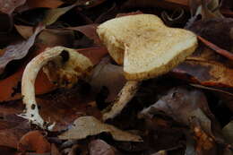 Image of Leccinum