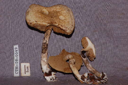 Image of Leccinum