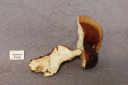 Image of Ganoderma