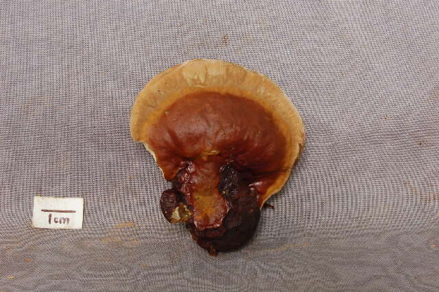 Image of Ganoderma