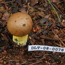 Image of Boletus