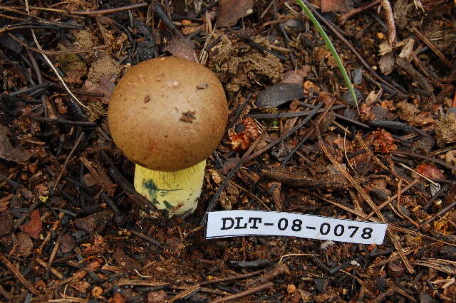 Image of Boletus