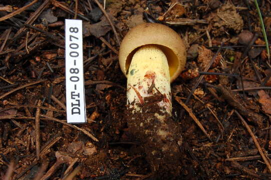 Image of Boletus