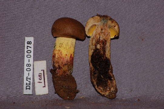 Image of Boletus