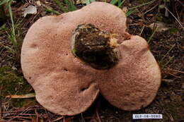 Image of Tylopilus