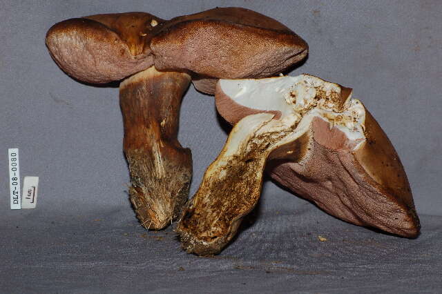 Image of Tylopilus