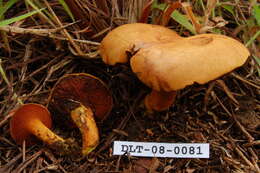 Image of Chalciporus