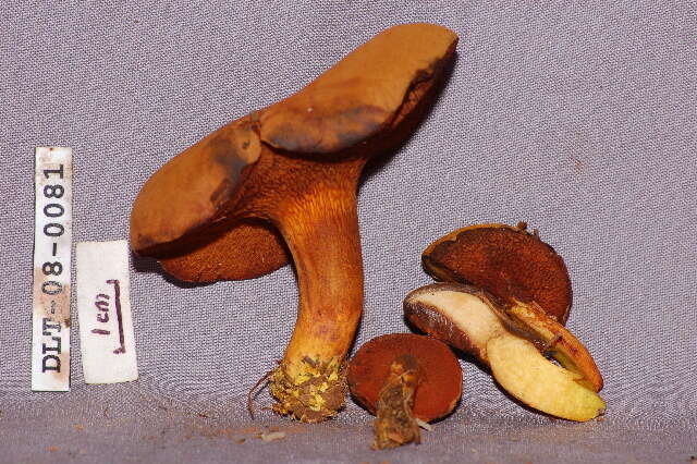 Image of Chalciporus