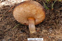 Image of Tylopilus cf.