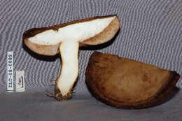 Image of Tylopilus cf.