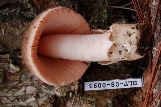 Image of Amanita