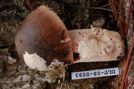 Image of Amanita