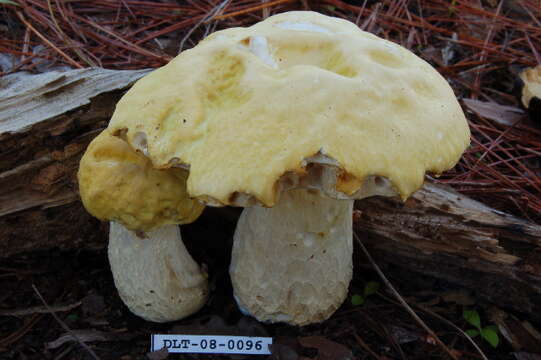 Image of Boletus