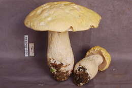 Image of Boletus