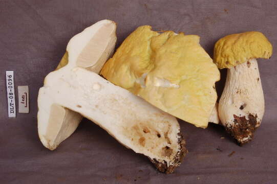 Image of Boletus