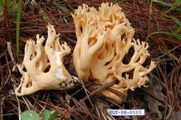 Image of Ramaria