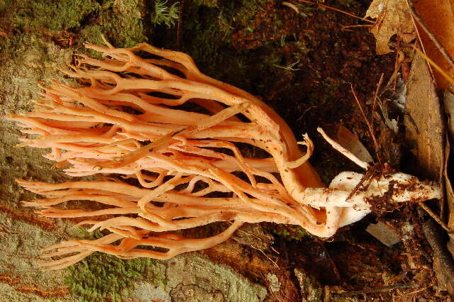 Image de Ramaria