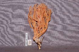 Image of Ramaria