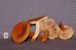 Image of Lactarius