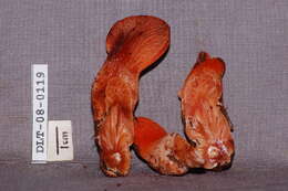 Image of Fistulinaceae