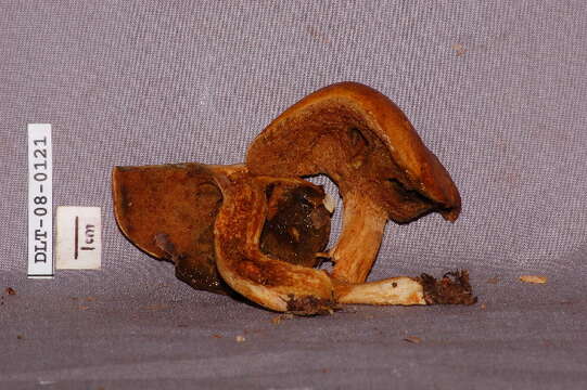 Image of Boletus