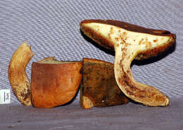 Image of Boletus